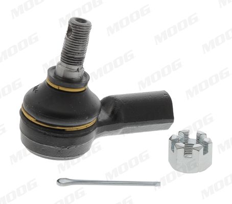 Raidetangon pää - HO-ES-15513