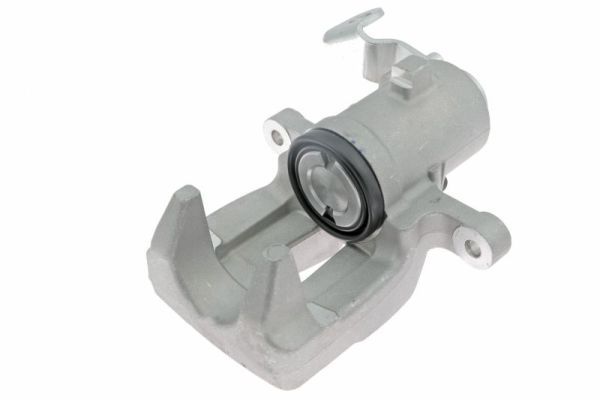 Jarrusatula - CZH1303